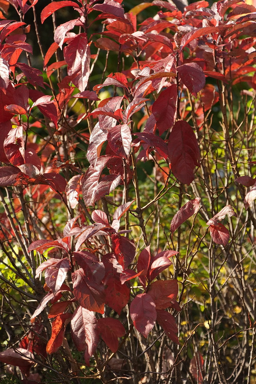 Изображение особи семейство Rosaceae.