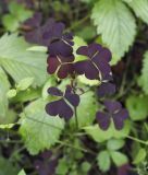 Oxalis stricta. Вегетирующее растение. Пермский край, г. Пермь, Кировский р-н, опушка в сосновом бору. 16.07.2017.