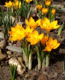 Crocus ancyrensis. Цветущие растения (голландский материал, сорт 'Golden Bunch'). Краснодарский край, г. Усть-Лабинск, на приусадебном участке. 04.03.2018.