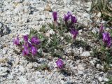 Oxytropis triphylla