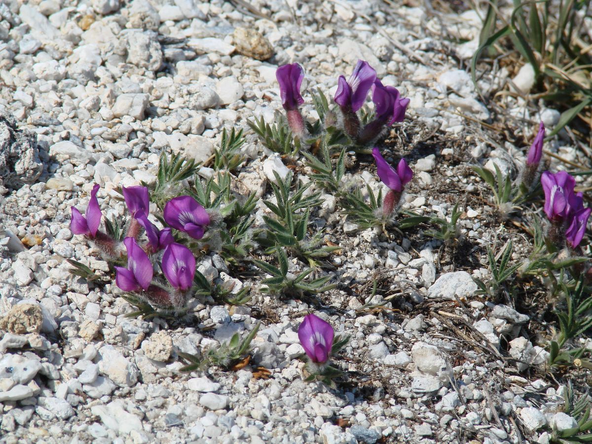 Изображение особи Oxytropis triphylla.