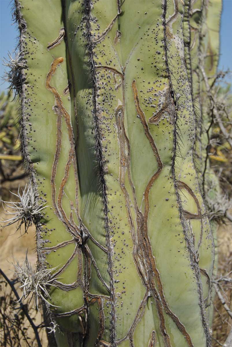 Изображение особи Pachycereus marginatus.