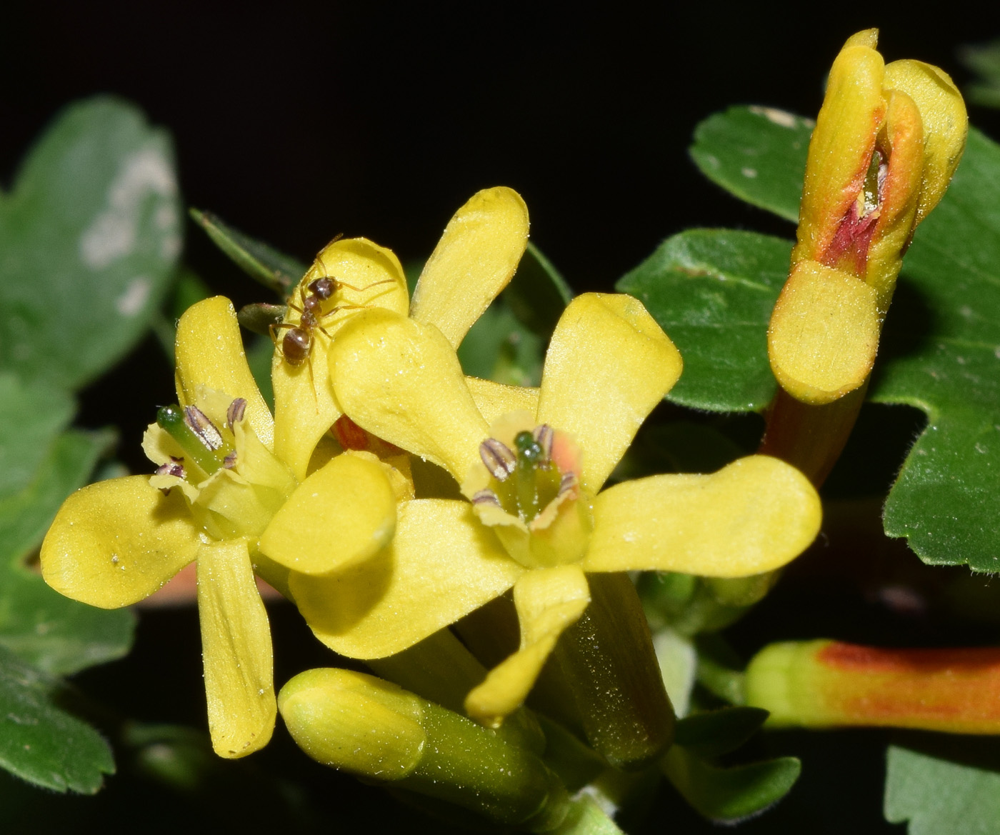 Image of Ribes aureum specimen.