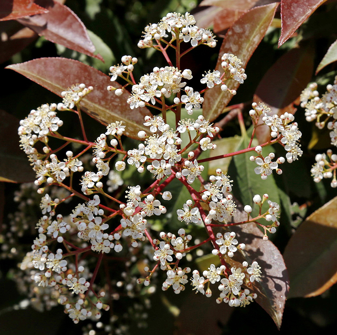 Image of Photinia &times; fraseri specimen.