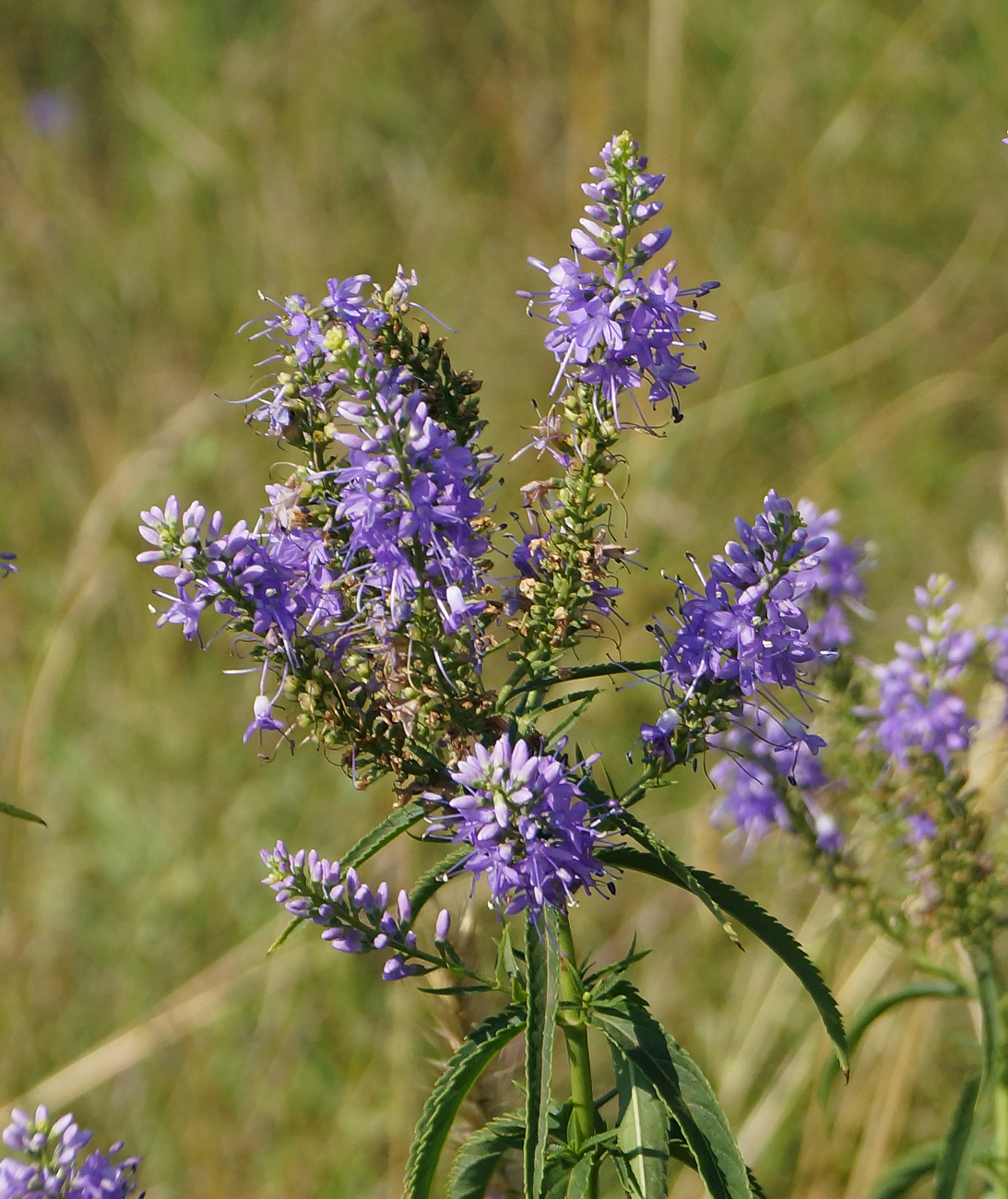 Изображение особи Veronica longifolia.