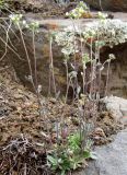 genus Draba. Цветущие растения. Якутия, Мирнинский р-н, левый берег р. Вилюй, в р-не Светлинской ГЭС. 28.05.2009.
