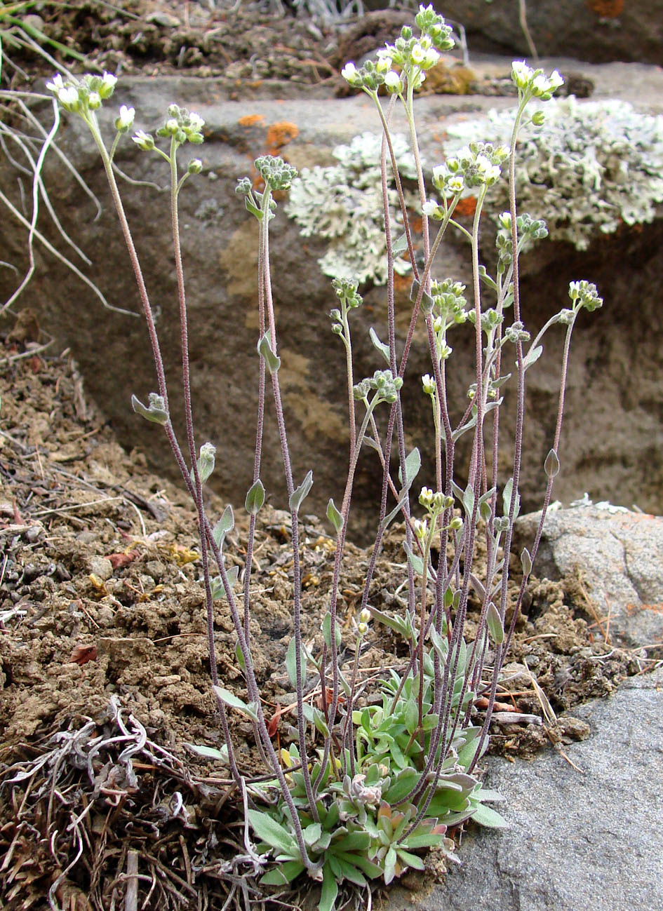 Изображение особи род Draba.