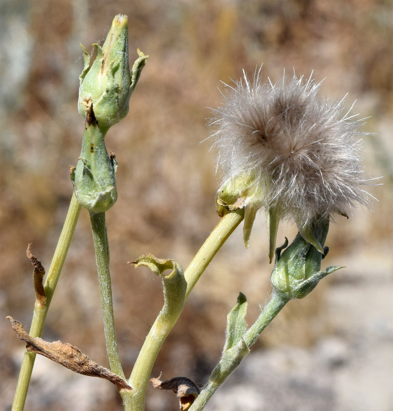 Image of Epilasia hemilasia specimen.