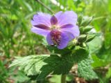Geranium platyanthum