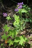 Geranium platyanthum