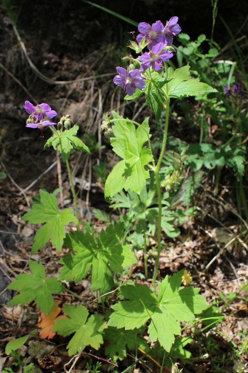 Image of Geranium platyanthum specimen.