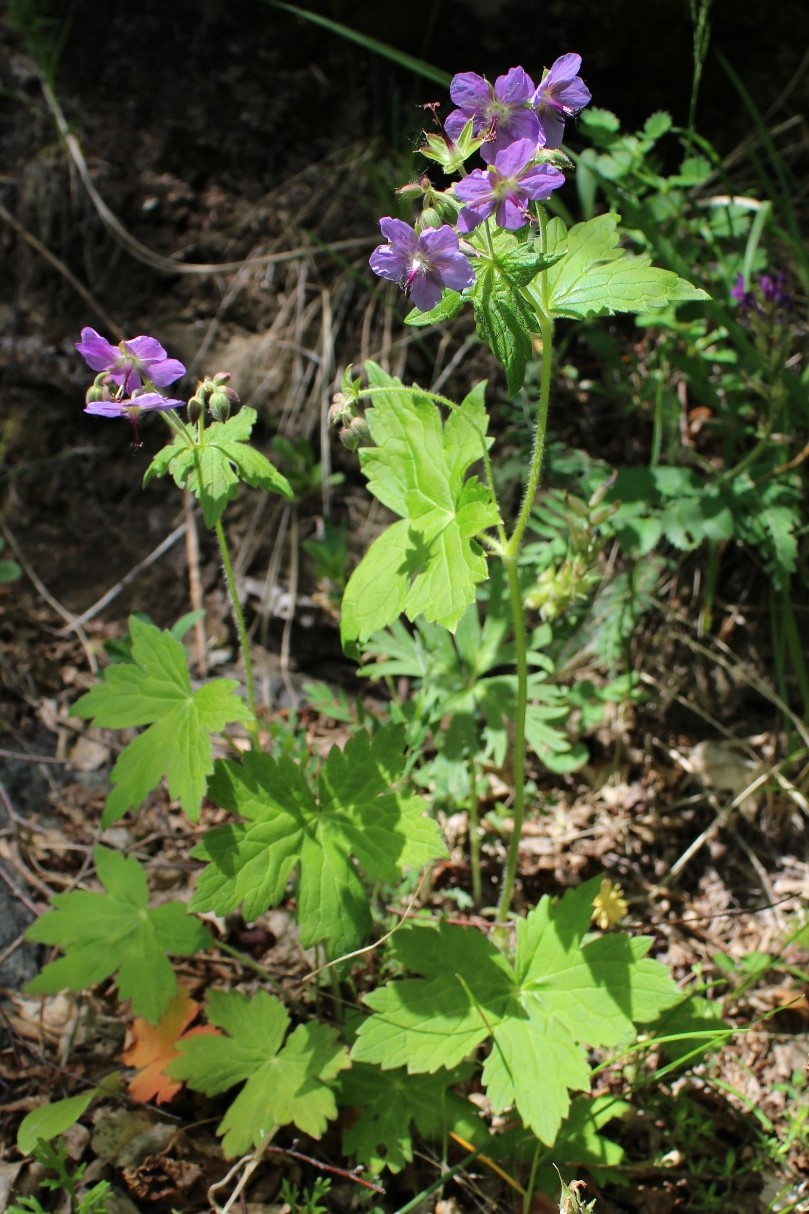 Изображение особи Geranium platyanthum.