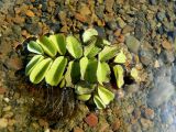 Salvinia natans