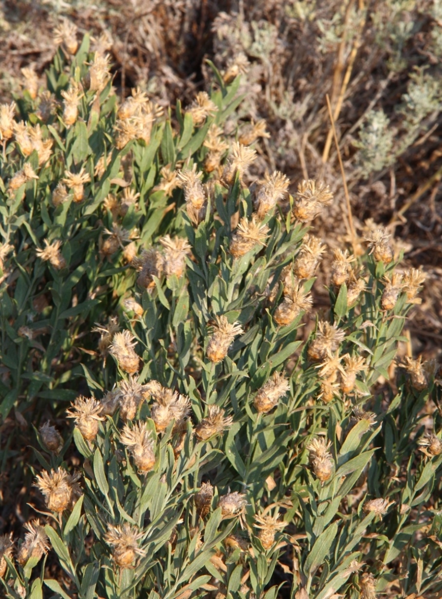 Image of Acroptilon repens specimen.