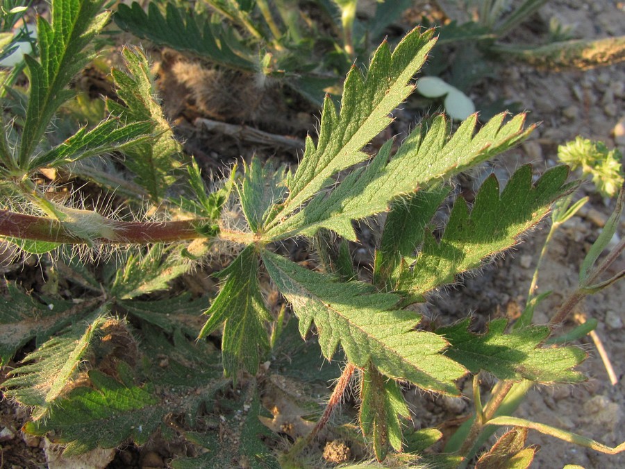 Image of Potentilla recta specimen.