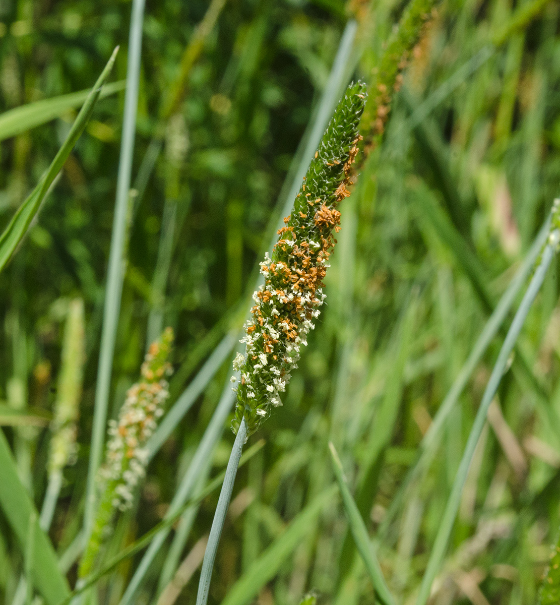 Image of Alopecurus aequalis specimen.