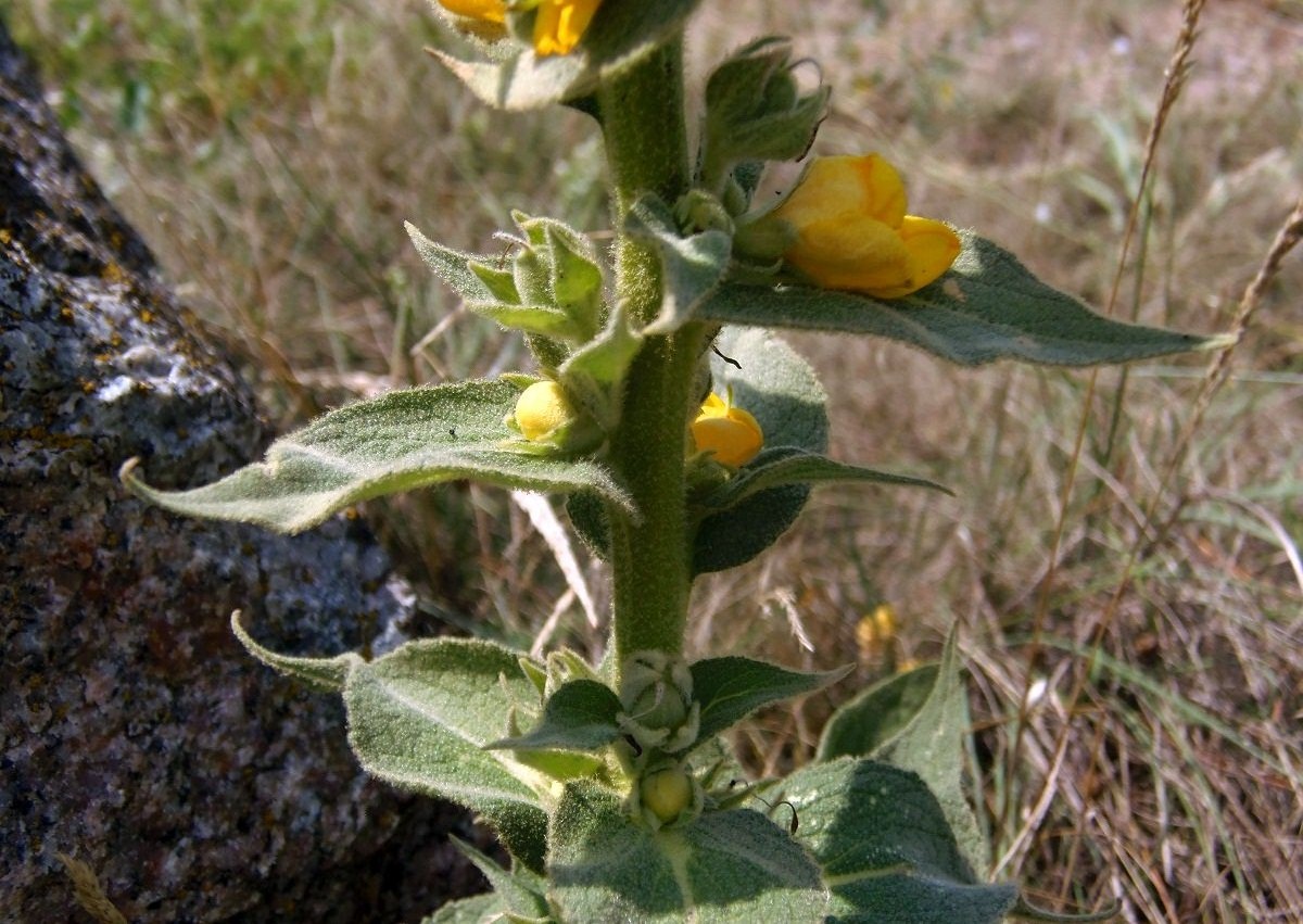 Image of genus Verbascum specimen.