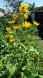 Inula helenium