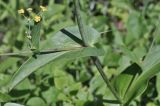 Bupleurum longiradiatum