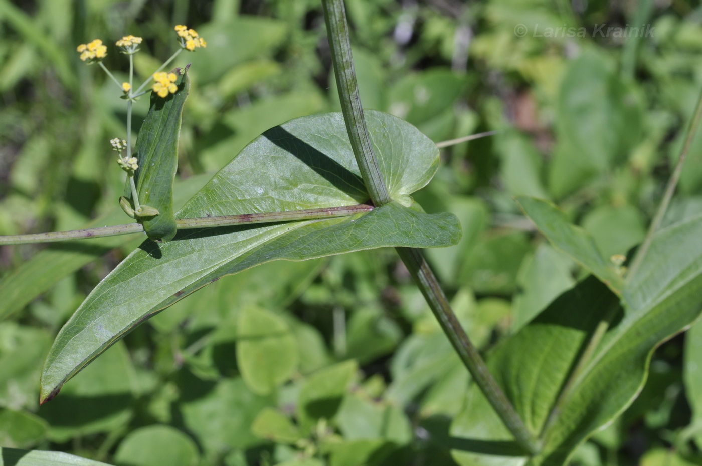 Image of Bupleurum longiradiatum specimen.