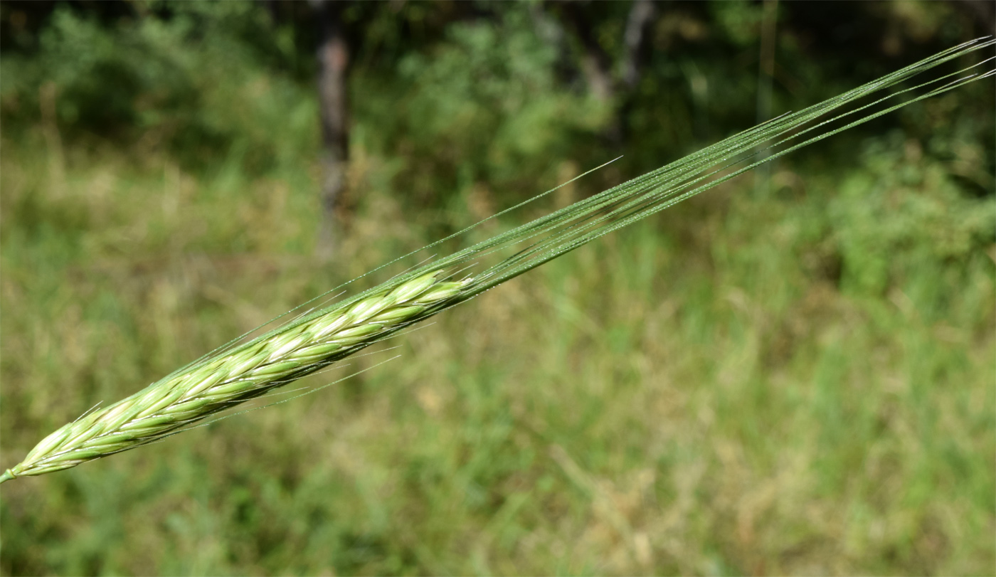 Изображение особи Hordeum spontaneum.