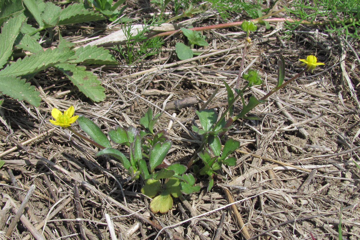 Image of Ranunculus trachycarpus specimen.