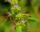 Galeopsis bifida. Часть слегка наклонённого соцветия с цветущими и отцветшими цветками. Восточный Казахстан, г. Усть-Каменогорск, правый берег р. Иртыш, влажный луг. 01.08.2018.