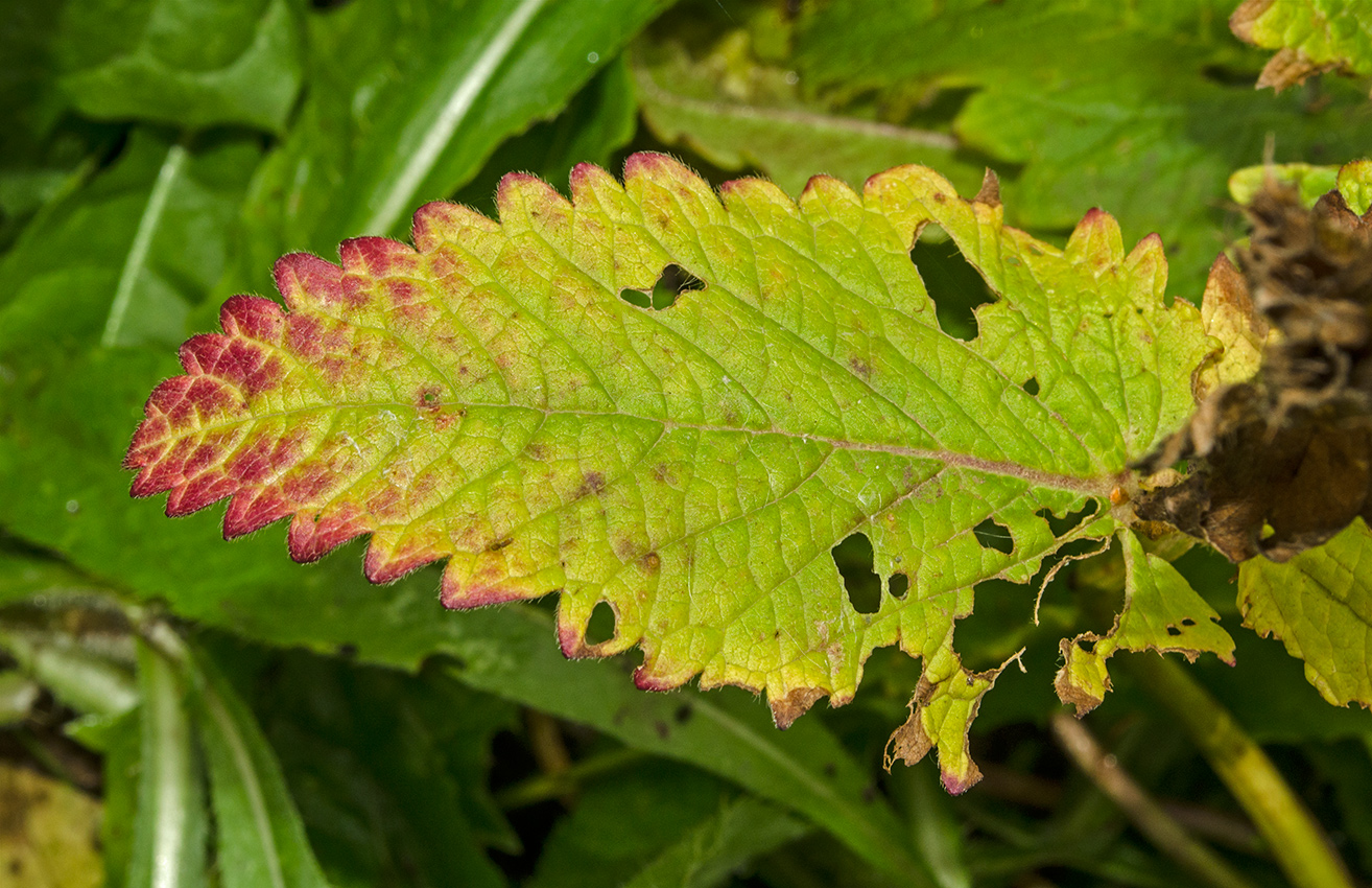 Image of Betonica macrantha specimen.