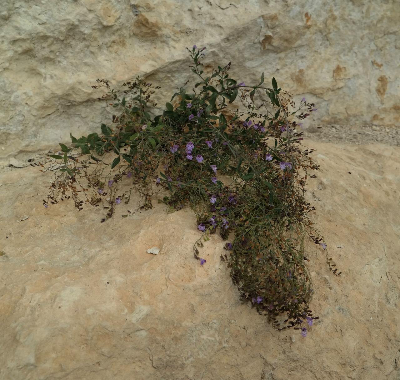 Image of Micromeria serpyllifolia specimen.