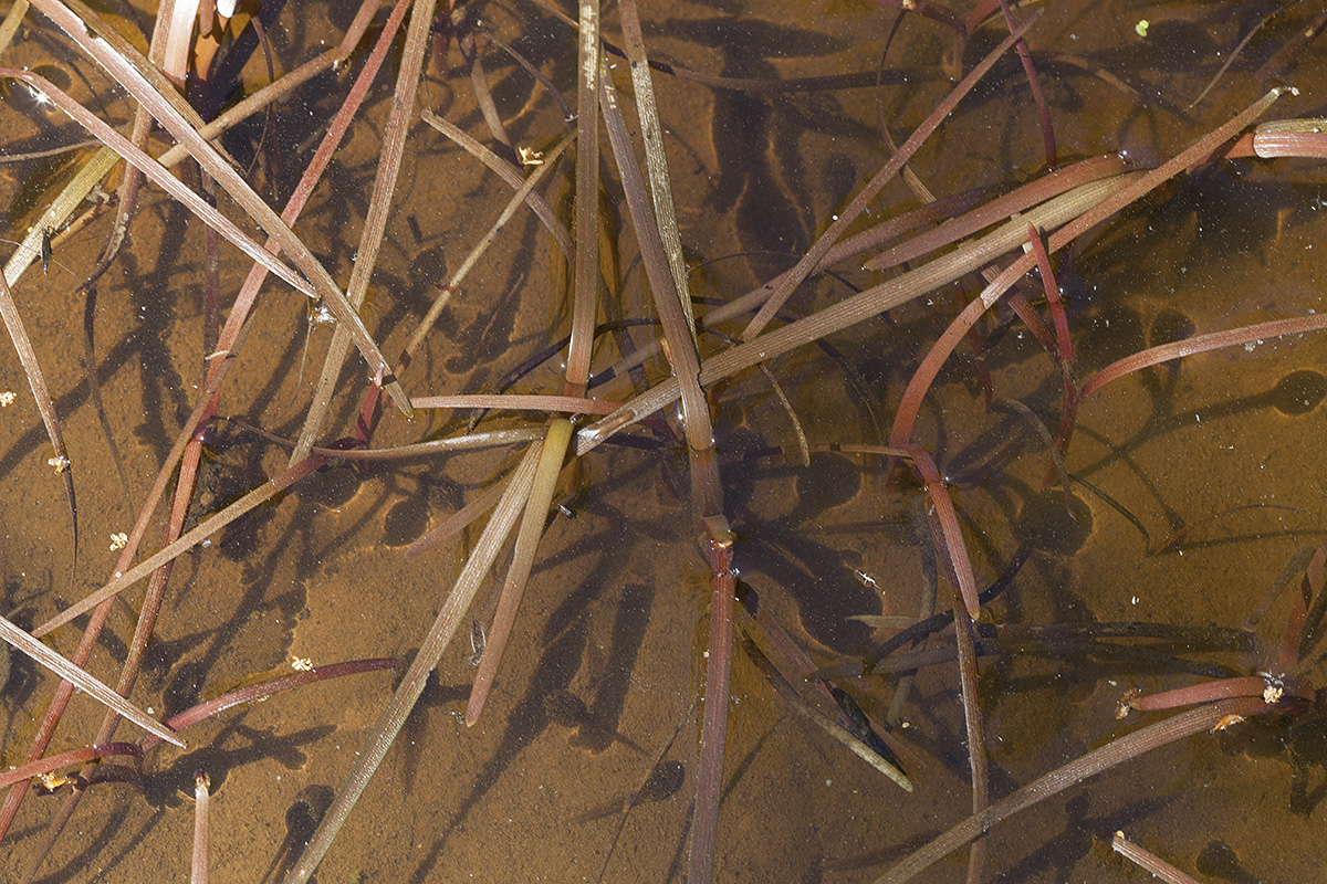 Image of Sparganium angustifolium specimen.