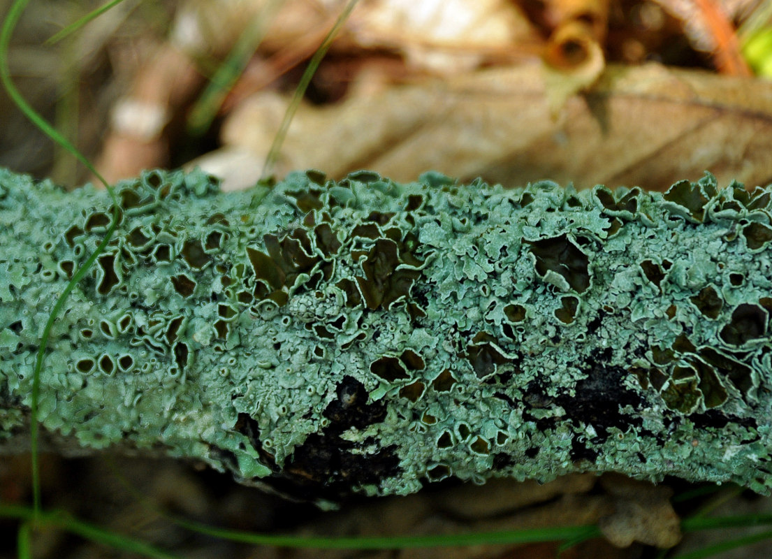 Image of genus Physcia specimen.