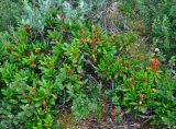 Rhododendron aureum