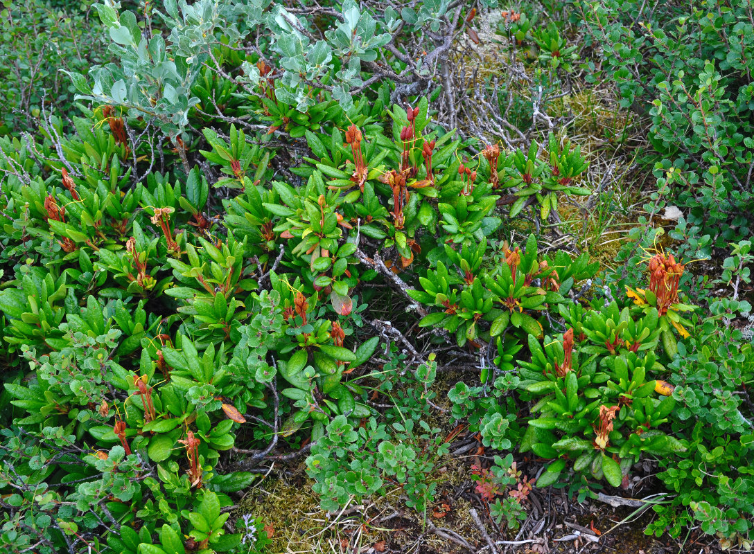 Image of Rhododendron aureum specimen.