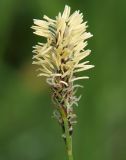 genus Carex