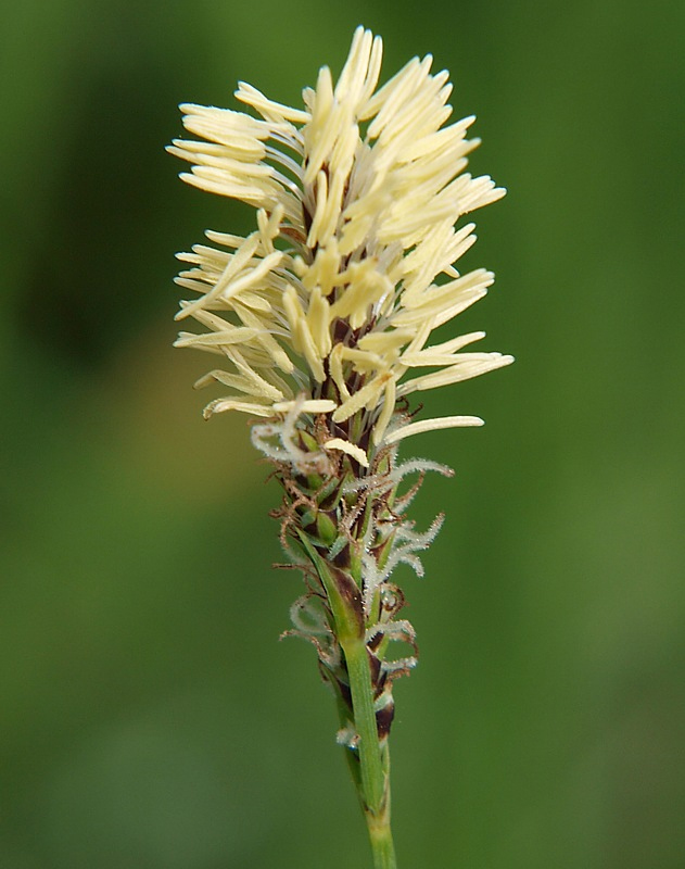 Image of genus Carex specimen.