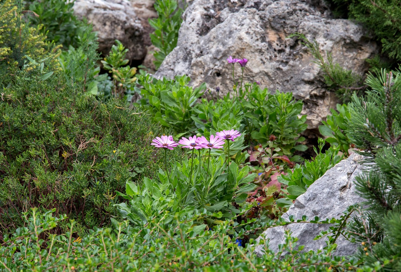 Изображение особи Dimorphotheca ecklonis.