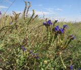 Anchusa officinalis