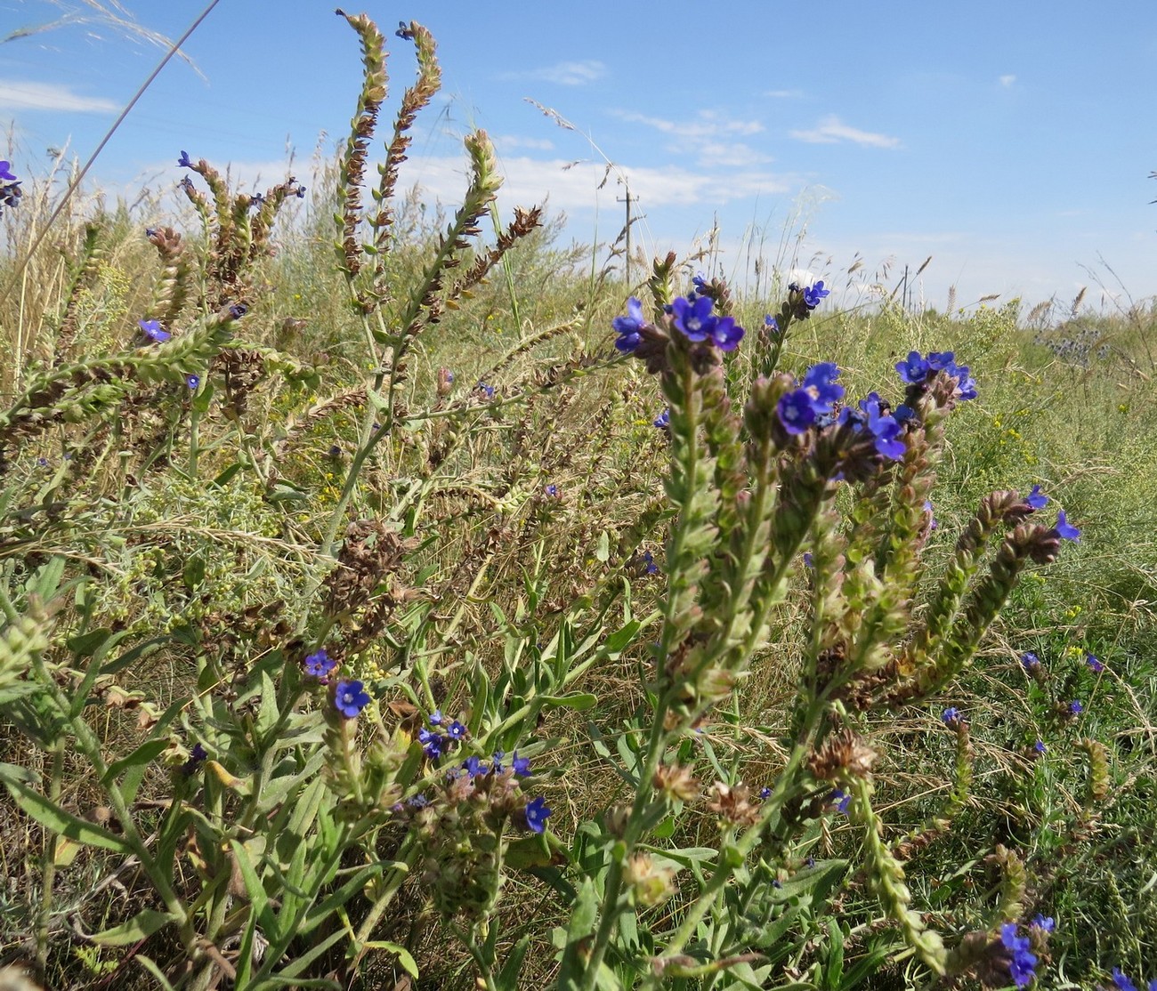 Изображение особи Anchusa officinalis.