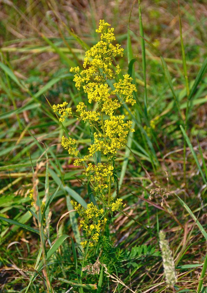 Изображение особи Galium verum.