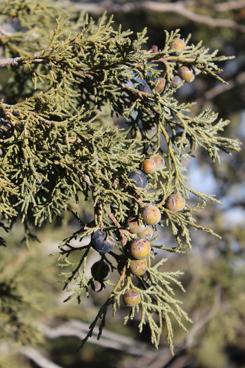 Изображение особи Juniperus seravschanica.