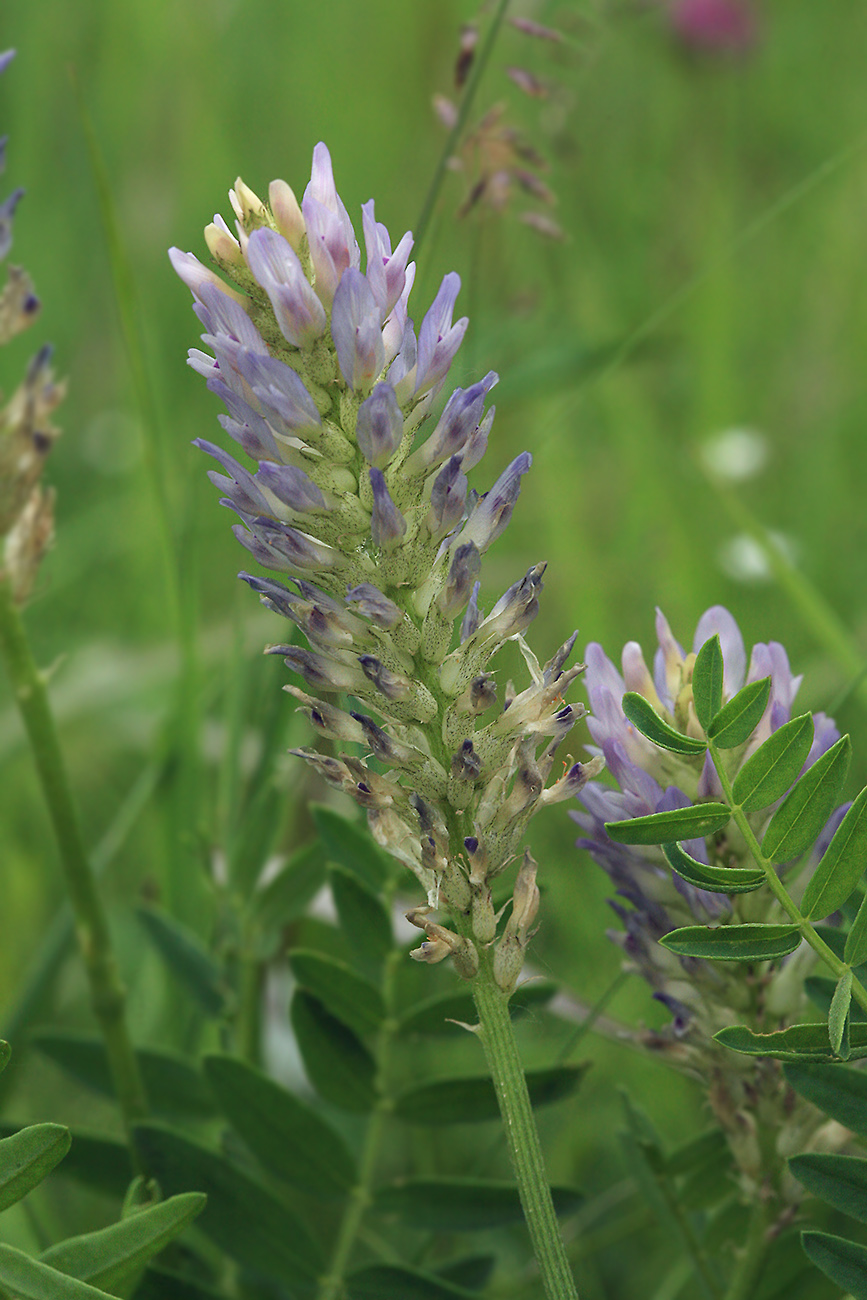 Изображение особи Astragalus adsurgens.