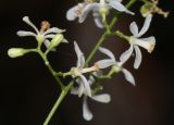 Azadirachta indica