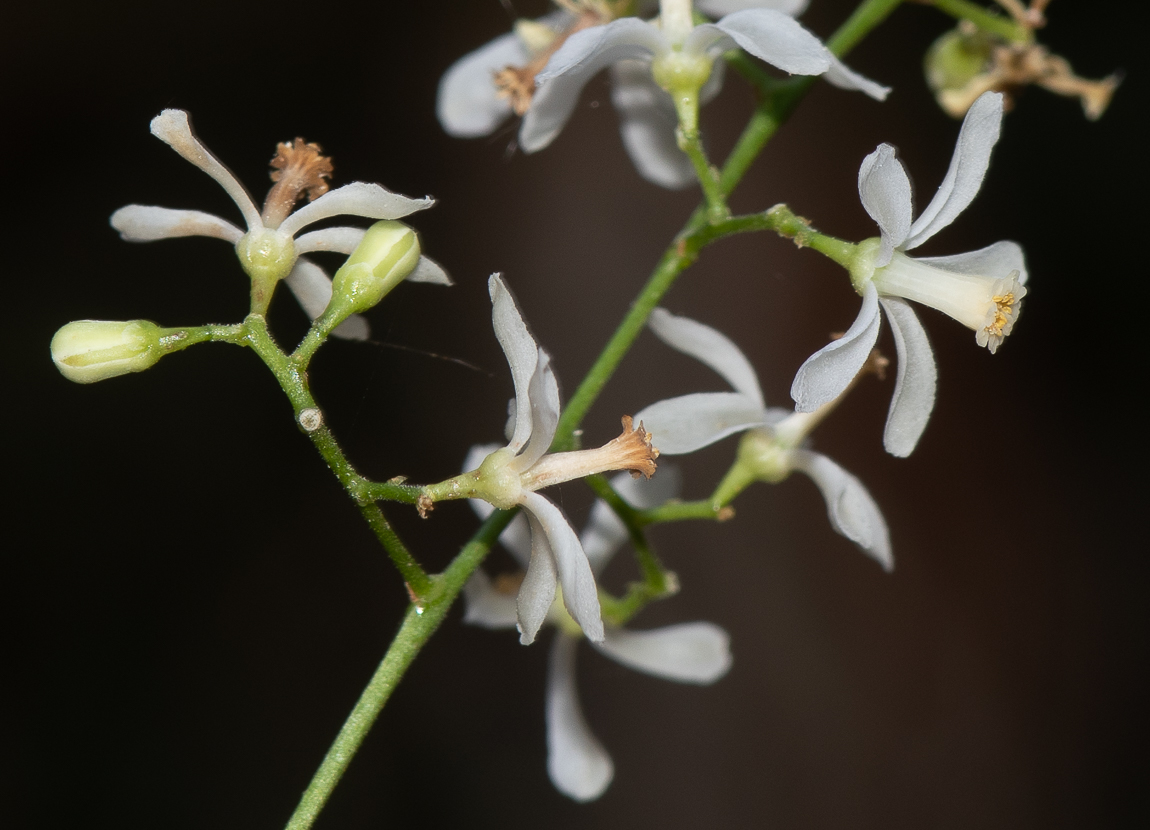 Изображение особи Azadirachta indica.