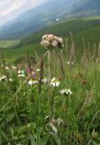 Antennaria carpatica. Генеративный побег с тычиночным соцветием. Украина, Закарпатская обл., Раховский р-н, хр. Свидовец, ≈ 1800 м н.у.м., альпийское травянисто-кустарничковое сообщество. 2 июля 2010 г.