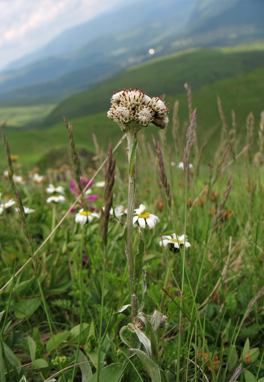 Изображение особи Antennaria carpatica.