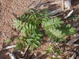 Potentilla anserina. Вегетирующее растение. Псковская обл., Гдовский р-н, дер. Лунёвщина, берег Чудского оз., песчаный пляж. 29.09.2018.