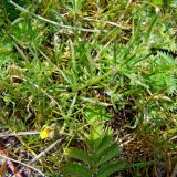 Spergularia rubra