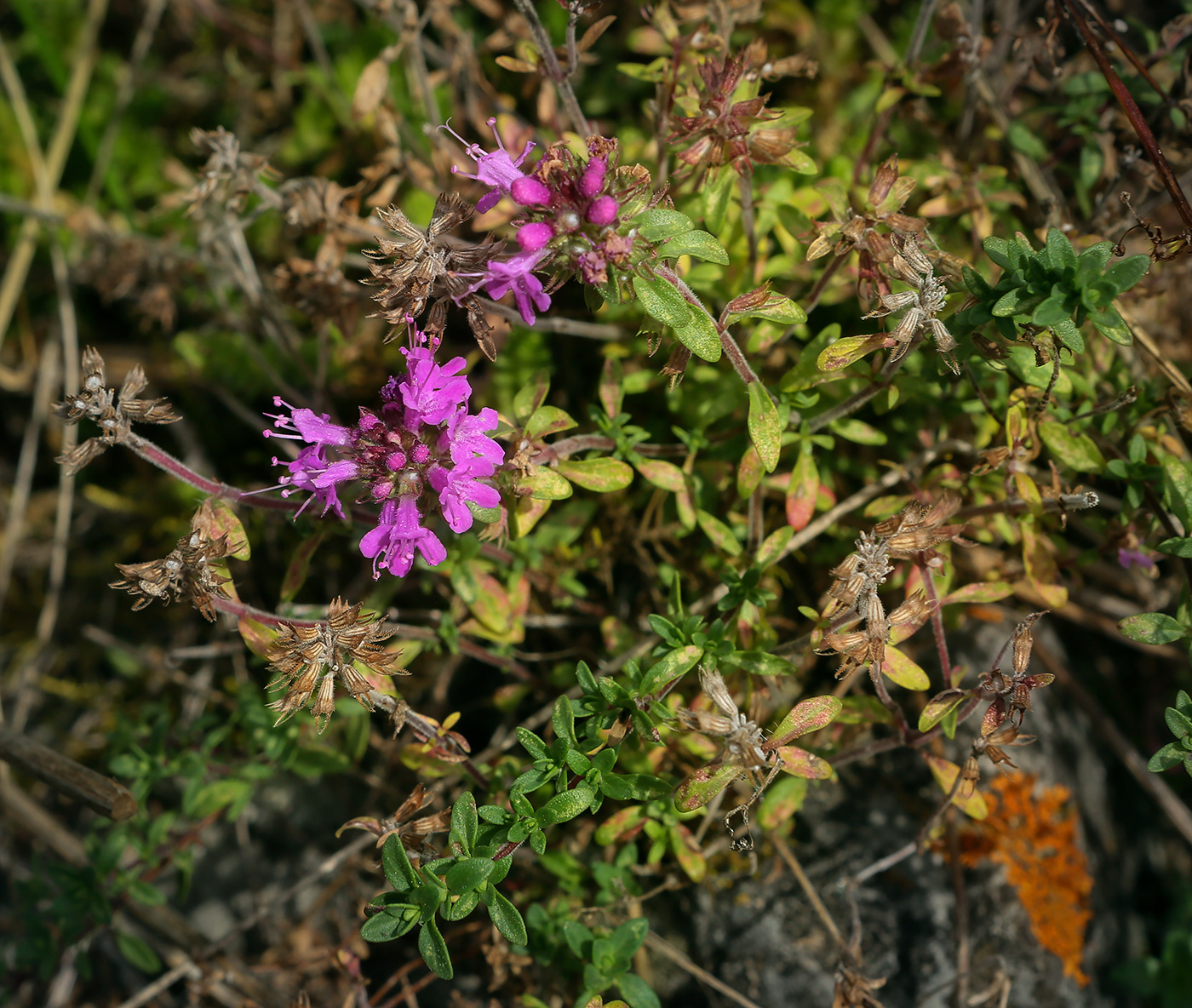 Изображение особи род Thymus.