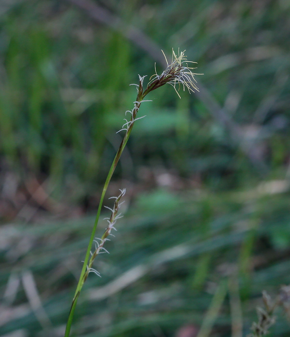 Изображение особи род Carex.