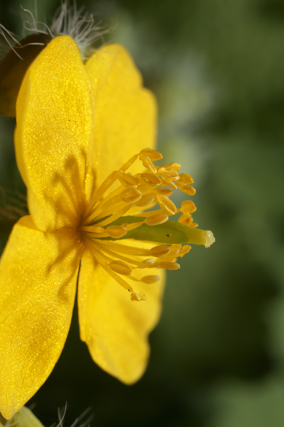 Изображение особи Chelidonium majus.